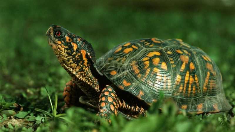 Як старі бюстгальтери рятують черепах