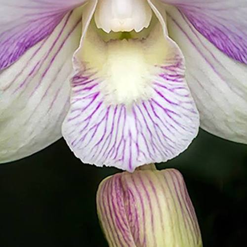 Orchid Show у Чиказькому ботанічному саду
