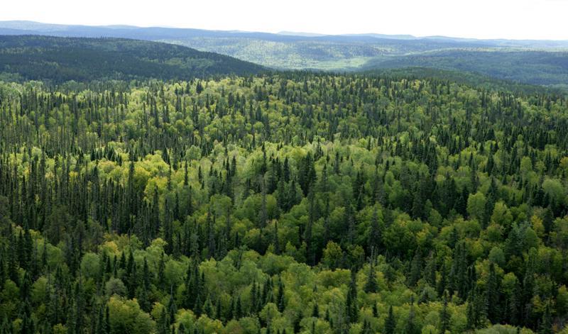 В Україні за рік висадили майже 250 мільйонів дерев