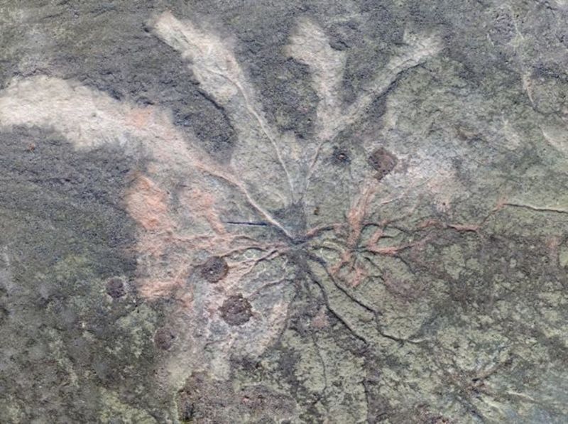 368 млн років - у США знайдені скам’янілі сліди найдавнішого лісу