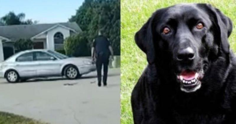 У Флориді собака цілу годину кружляв на автомобілі. Відео