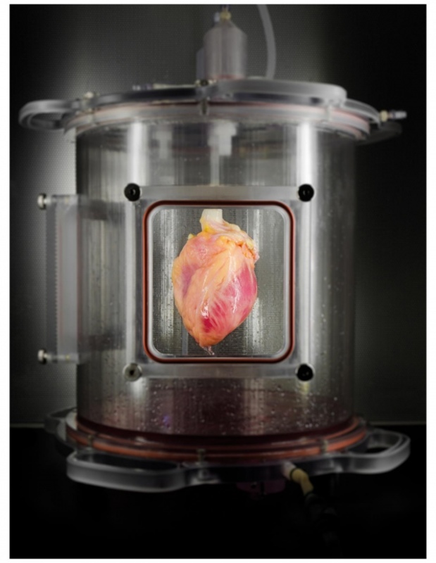 Американські вчені виростили тканини людського серця