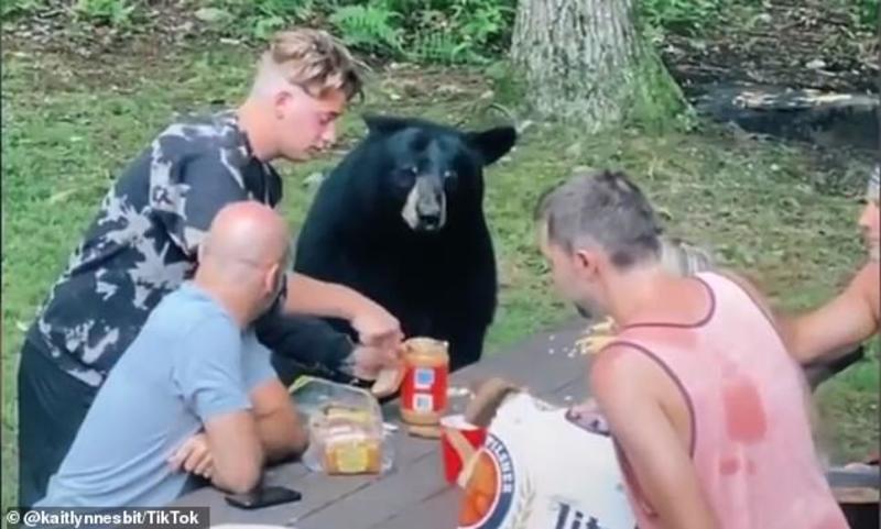 У Меріленді ведмідь вийшов до людей, щоб приєднатися до пікніка. Відео
