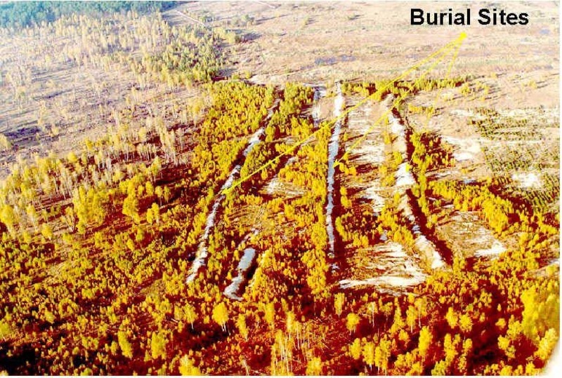 Вчений зі США дослідив ліси Чорнобильської зони і виявив дещо цікаве