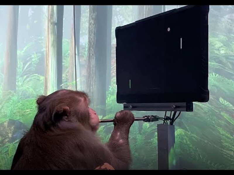 Маск показав відео з мавпою, яку навчили грати у відеоігри силою думки