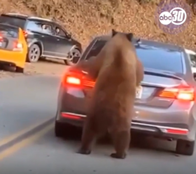 Ведмідь застрибнув на машину дорогою до  Sequoia & Kings Canyon National Park