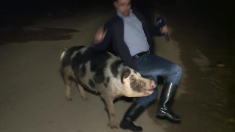 У Греції журналіста в прямому ефірі покусала свиня. Відео
