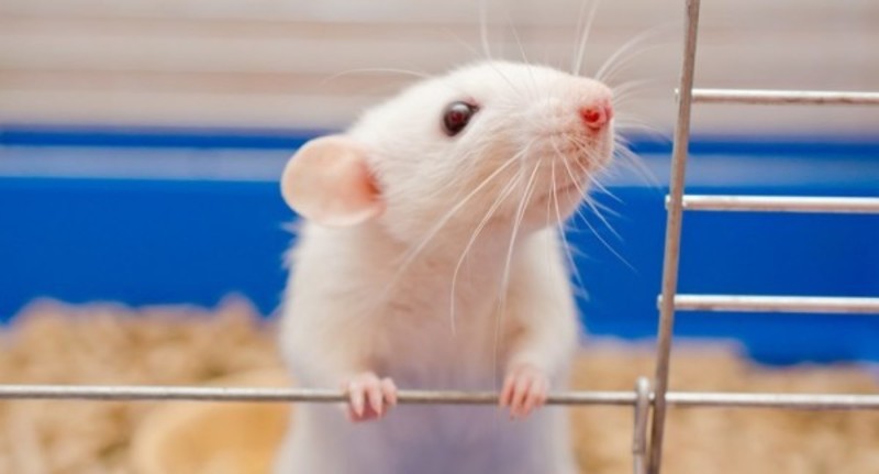 Вченим вперше вдалося усунути ВІЛ із генів мишей