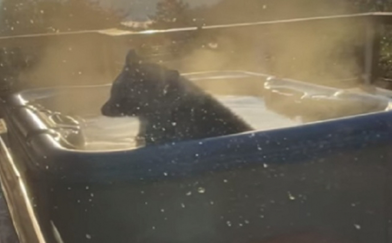 У Теннессі ведмідь пробрався у двір, щоб погрітися у джакузі. Відео