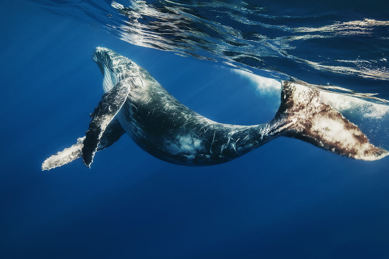 Сьогодні - Всесвітній день захисту морських ссавців