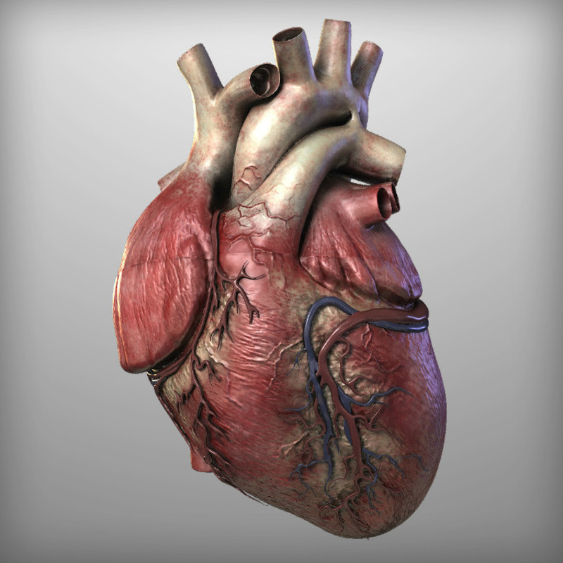Американські вчені виростили зовнішній шар людського серця