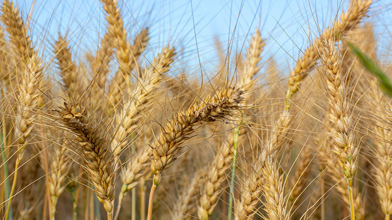 США виділять $68 млн на закупівлю української пшениці