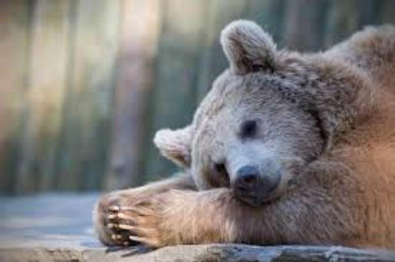 Ведмідь влаштував зимову сплячку в японській лікарні