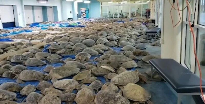 Жителі Техасу врятували тисячі морських черепах