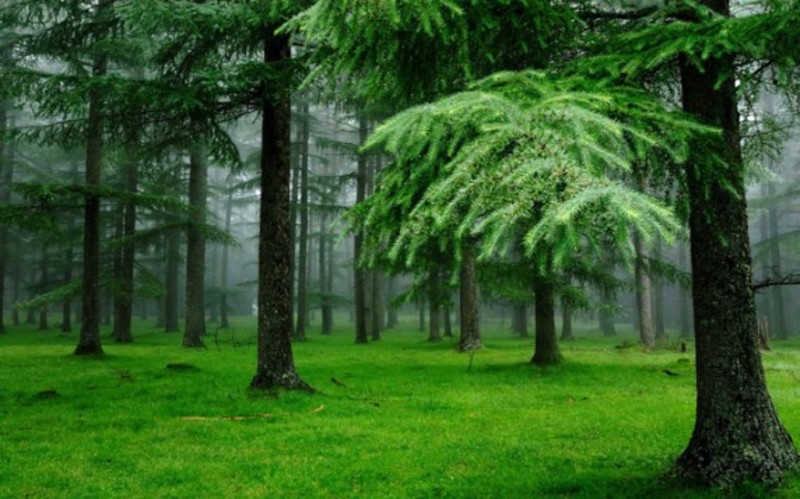 В Україні знаходиться найбільший у світі штучний ліс