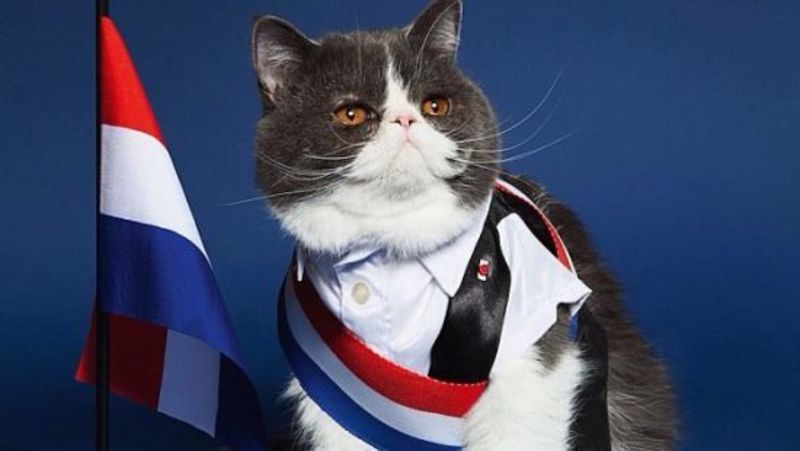 В МЗС Франції працюватимуть два коти