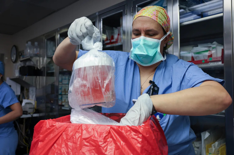 Американські хірурги вперше пересадили живій людині нирку свині