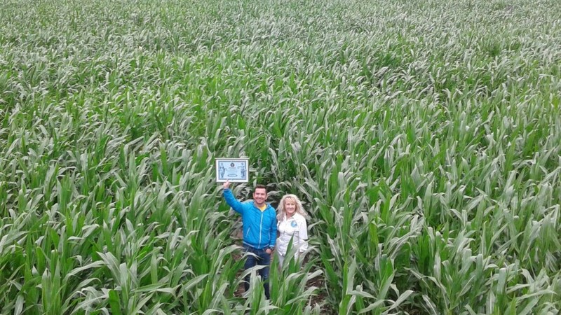У Києві висадили кукурудзу у формі карти України (фото)