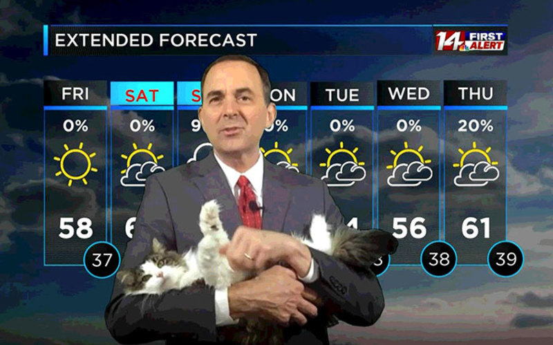 Синоптик на карантині веде прогноз погоди разом зі своєю кішкою