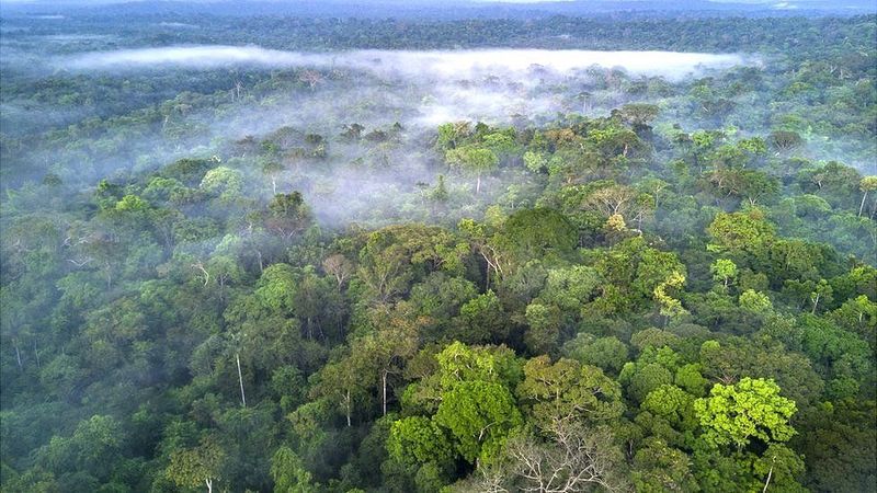 У Facebook боротимуться з незаконним продажем ділянок лісів Амазонії