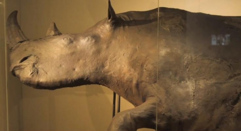 На Вінниччині виявили кістки гігантської доісторичної тварини