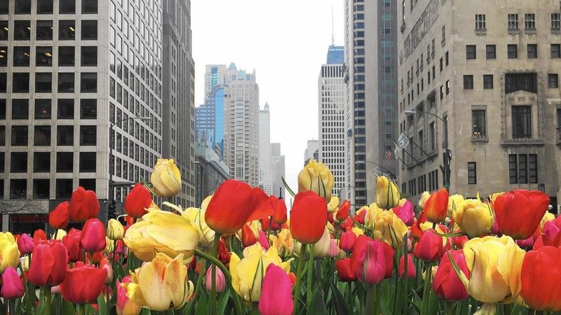 У Чикаго зацвіли десятки тисяч тюльпанів