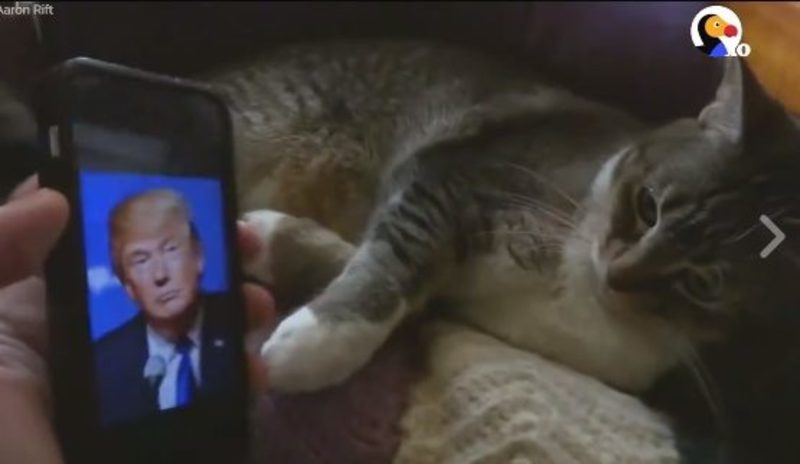 Відчувають зло: в мережі показали реакцію тварин на Трампа (відео)