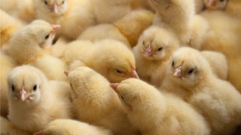 Уряд Франції заборонив знищувати курчат-самців: у чому причина
