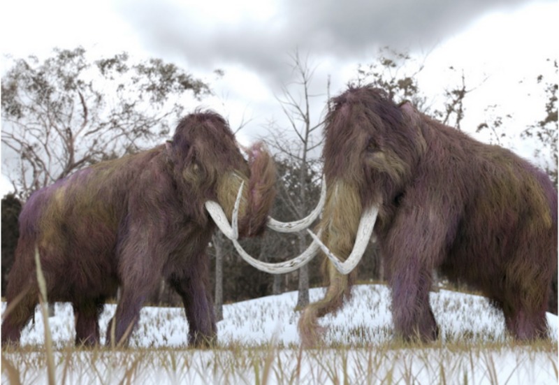 Вчені Канади додали мамонтам п’ять тисяч років життя