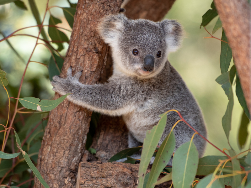 Австралія витратить на захист коал $35 мільйонів