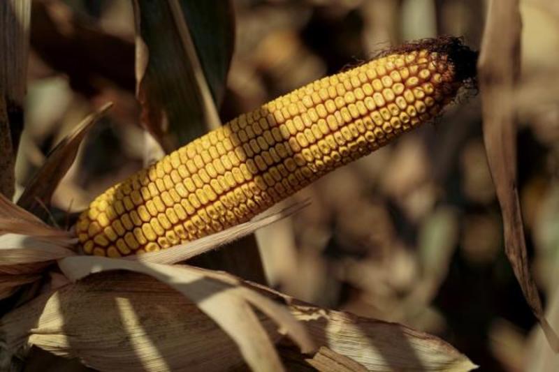 В Чикаго вартість кукурудзи зростає п’яту сесію поспіль
