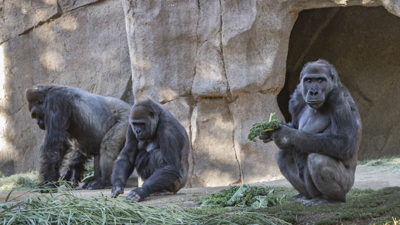 У зоопарку Сан-Дієго вакцинували п'ять горил