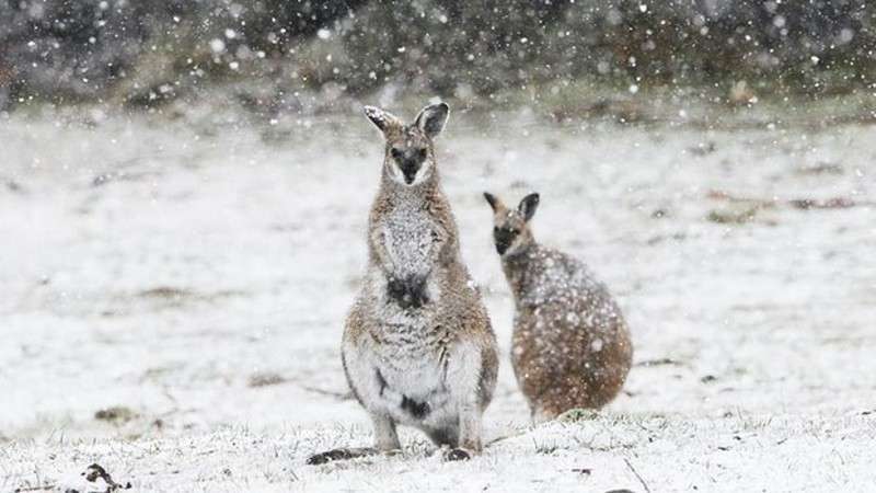 Шоковані кенгуру стрибають кучугурами: в Австралії випав сніг