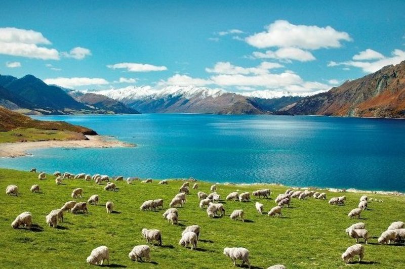 Нова Зеландія оголосила надзвичайну кліматичну ситуацію