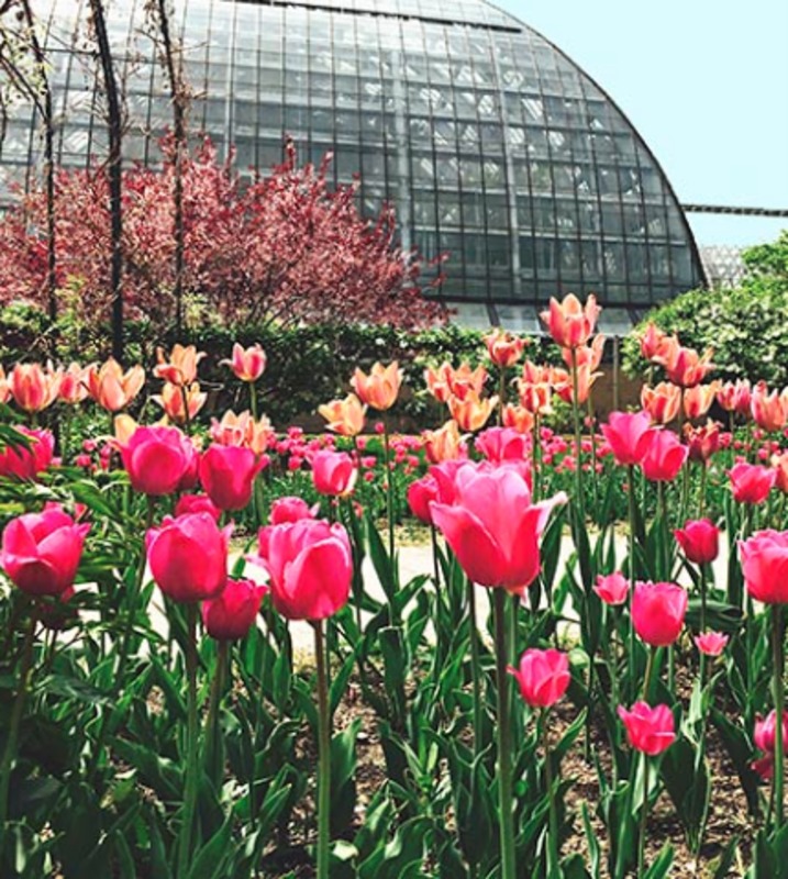 У Garfield Park Conservatory роздаватимуть цибулини тюльпанів безкоштовно
