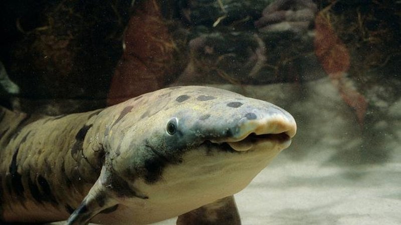 У чиказькому акваріумі приспали 100-річного "дідуся"
