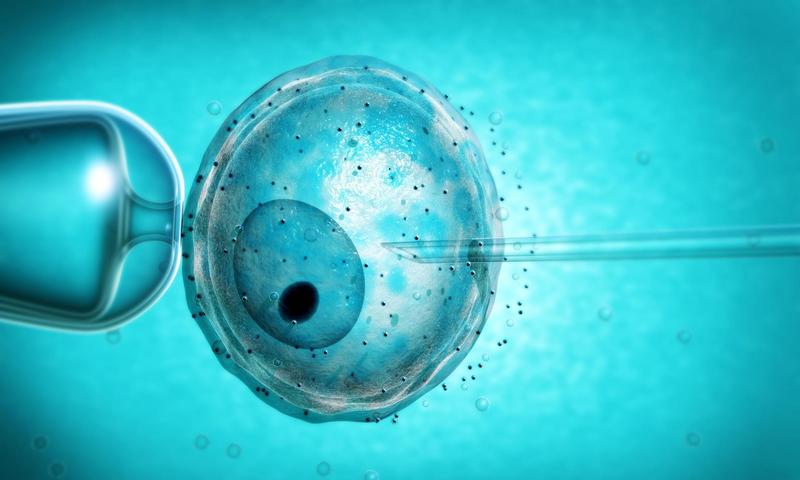 Американські науковці створили в лабораторії двотижневий ембріон людини