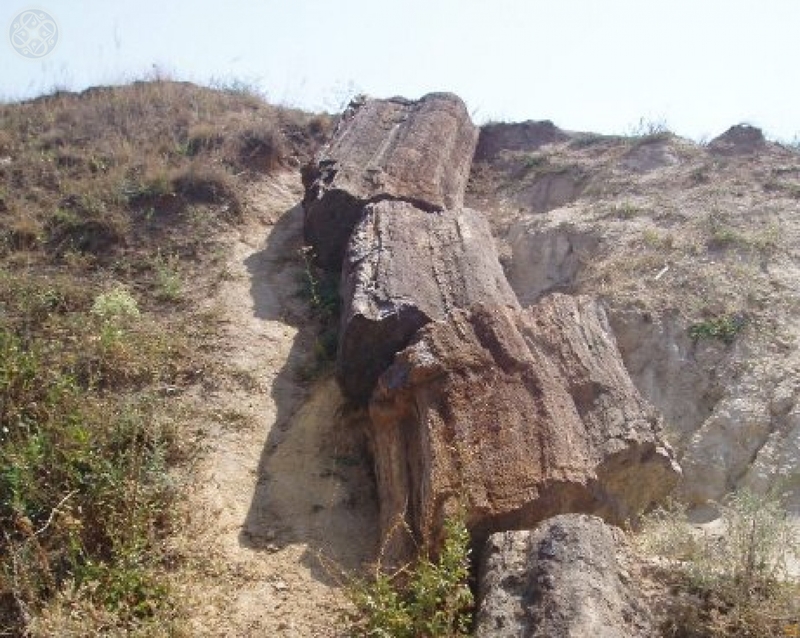 В Україні є найстаріші дерева Землі