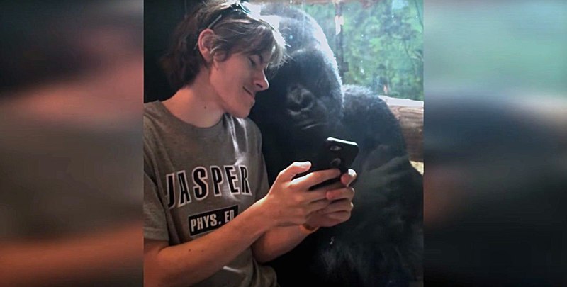 В Кентуккі живе горила, що полюбляє дивитись фото на смартфоні (відео)