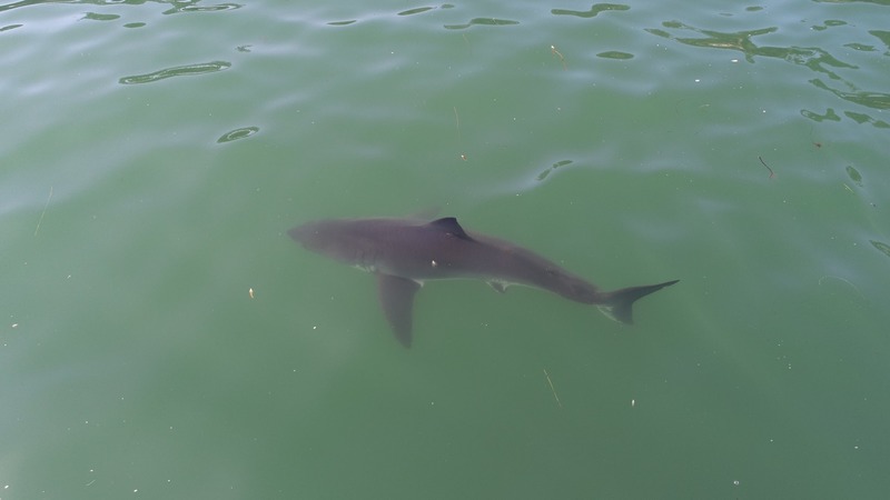 На каліфорнійських пляжах в Palo Alto помітили зграї акул