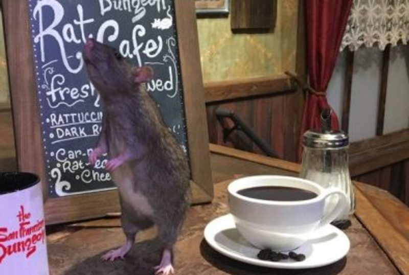 У Сан-Франциско пропонують попити кави в компанії щурів