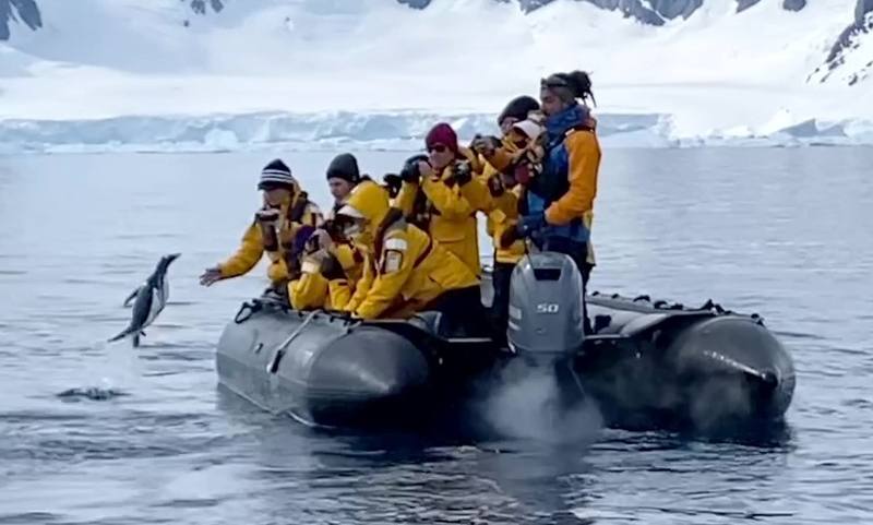 Пінгвін заскочив у човен до туристів, втікаючи від косатки. Відео