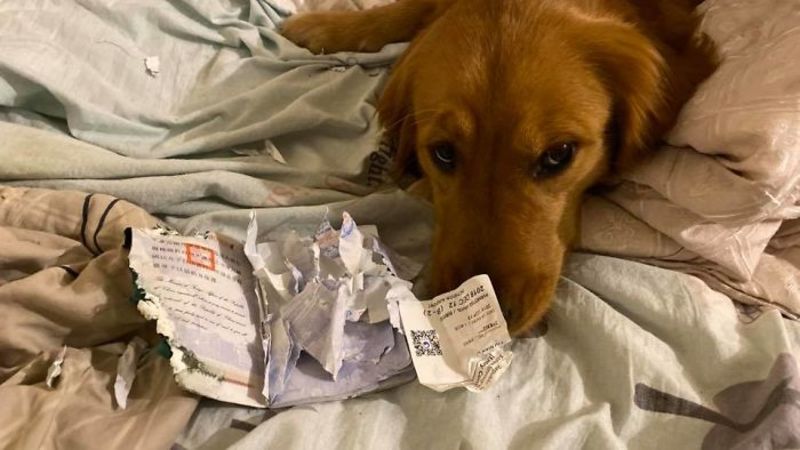 Собака пошматував паспорт тайванки та врятував її від коронавірусу