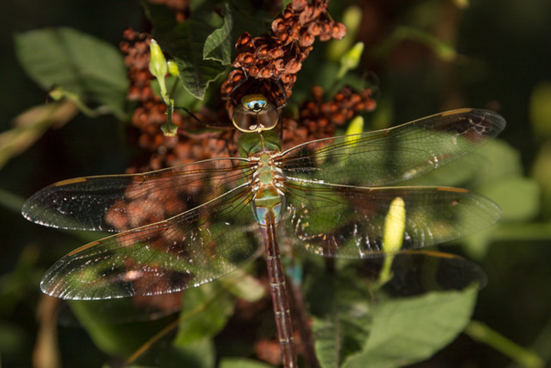 The Great Chicago Dragonfly Invasion, explained