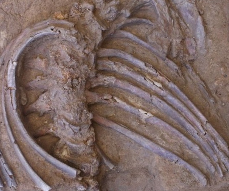 «Шанідар Z»: в Іраку знайшли рештки неандертальця — вперше за останні десять років