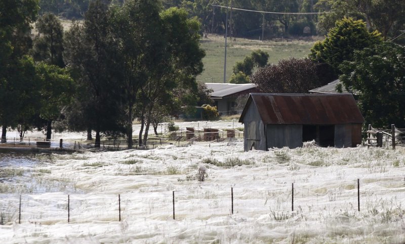 Millions of spiders just rained from the sky in Australia
