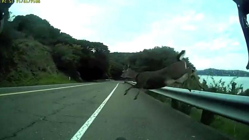 Драматичне відео: велосипедист збив оленя (відео)