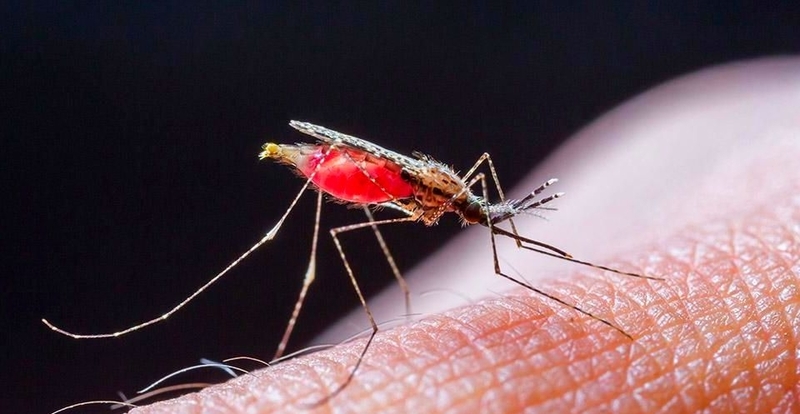 Пандемія коронавірусу призвела до різкого збільшення смертності від малярії - ВООЗ