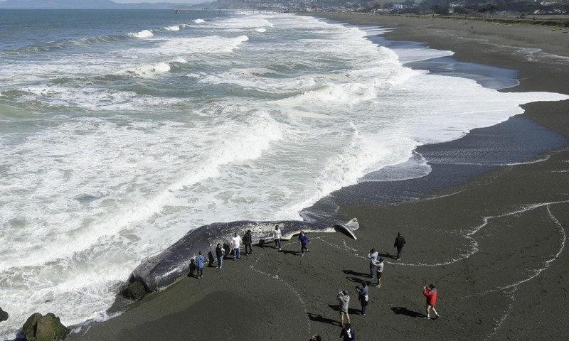 У Каліфорнії 15-метровий кашалот викинувся на берег
