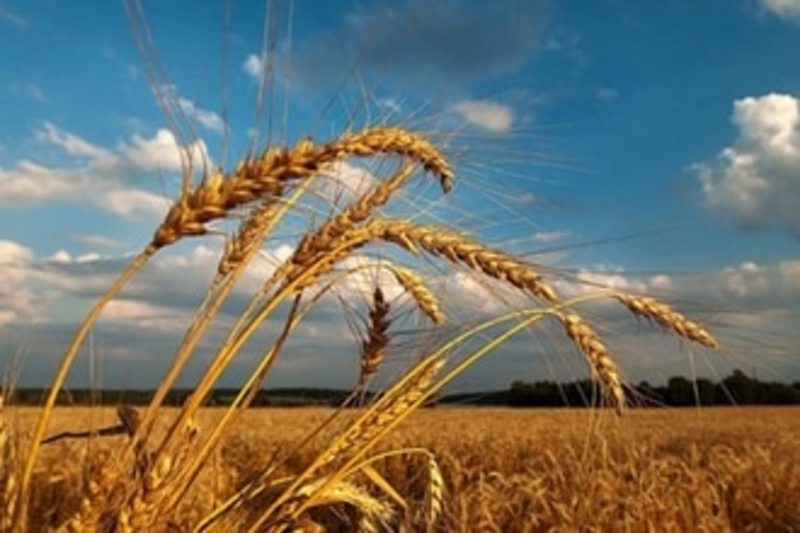 Хто і для кого збирає врожай на окупованих територіях Донбасу